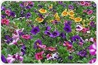 Study Resolves Ancient Genome Duplication History of Flowering Plants