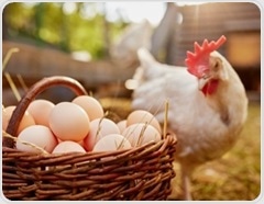Turning everyday eggs into powerful nutrient delivery systems