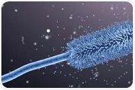 How Mycotoxin Contamination in Food Impacts Human Health