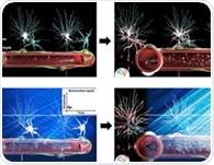 Whole brain network imaging using functional ultrasound (fUS)