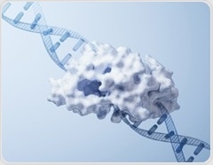 How DNA leakage into the cytoplasm drives Ruijs-Aalfs syndrome