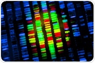 Genetic variants in 11 regions of human genome influence the gut microbiome