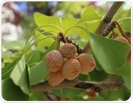 Does Ginkgo biloba help dementia? New review examines the evidence