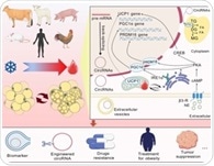 New review explains how circular RNAs could unlock fat browning therapies