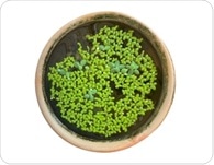 Why Mankai (Wolffia globosa) is emerging as a functional food for metabolic health