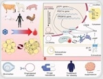 New review explains how circular RNAs could unlock fat browning therapies