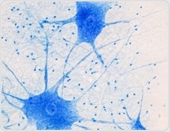 Lab-grown brain tissue masters a classic computing benchmark