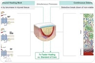 SolasCure completes Phase II clinical trial, demonstrating accelerated healing with Aurase Wound Gel