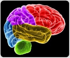 Brain cells amplify important signals to guide focus and navigation