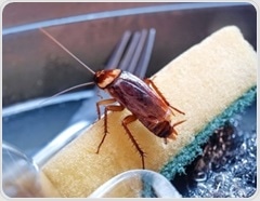 Study finds cockroach allergy often driven by shared proteins across arthropods