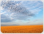 Bird Flocking Algorithm Reduces AI Hallucinations and Improves Summary Accuracy