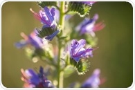 Why Echium Seed Oil Is Emerging as a Potential Plant-Based Alternative to Fish Oil
