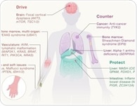 How somatic mutations shape disease and reveal new drug targets