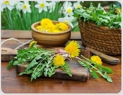 Dandelion leaves boost brain-protective compounds after digestion