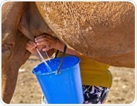Can camel milk improve health? Review highlights benefits but warns against drinking it raw