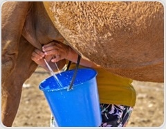 Can camel milk improve health? Review highlights benefits but warns against drinking it raw