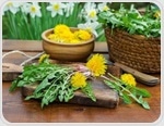 Dandelion leaves boost brain-protective compounds after digestion