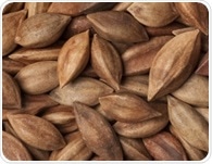 Pili nuts nutrition facts and health benefits explained