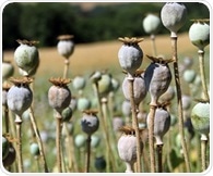 Highly potent opioid shows potential as therapy for pain and opioid use disorder