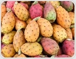 Prickly pear may pack a surprising punch against metabolic syndrome