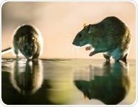 Rat hepatitis E virus may be a hidden cause of hepatitis in humans
