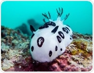 Sponge and sea slug partnership yields a new anticancer molecule with drug design promise