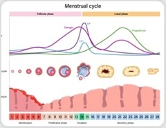 Researchers map how menstrual cycle phases affect athletic performance