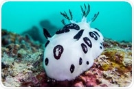 Sponge and sea slug partnership yields a new anticancer molecule with drug design promise