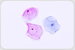 New fluorescent markers reveal dynamic cell-to-cell communication