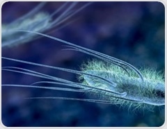 How the microbiome shapes cancer immunity and therapy response