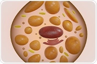 Active brown fat may protect heart health in obese individuals