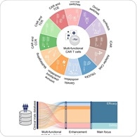 From killers to strategists: CAR T cells enter their multifunctional era