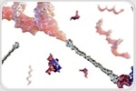 Peptide Oligonucleotide Conjugates for Targeted Nucleic Acid Therapeutics