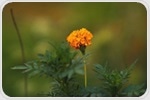 Marigold flower as a sustainable plant protein for food innovation