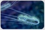 How the Microbiome Shapes Cancer Immunity and Therapy Response