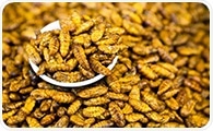Insects, Microbes, and Food Waste May Be the Answer to the Global Food Crisis