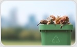 Greener Growing: Can Food Waste Compost Replace Traditional Potting Mix?