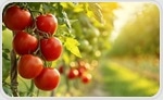AI-Powered Solar Robot Detects Crop Diseases in Real Time