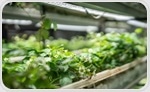 Polydopamine Nanosheets Boost Artificial Photosynthesis Efficiency