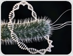Why The Gut Helps Hypervirulent Bacteria Acquire Antibiotic Resistance