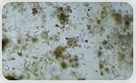Aged Bacteria Could Make Bio-Cementation More Reliable