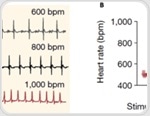 Cardiogenic control of affective behavior via optogenetics