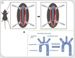 Improved mouse model for heart failure research