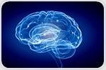 Tiny cellular structure found crucial for brain development processes