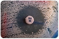 New TriPcide Antibiotics Kill Dormant MRSA Without Resistance