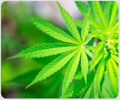 Research challenges long standing beliefs about cannabis and male hormones