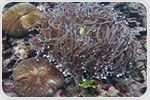 Bioinformatics accelerates discovery of marine-derived bioactive therapeutic peptides