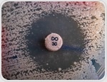 New TriPcide antibiotics kill dormant MRSA without resistance