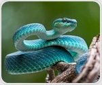 Rattlesnakes show higher vulnerability to fungal and parasitic infections