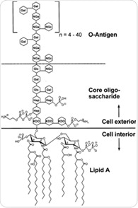How endotoxin-free proteins reduce hidden risks in cancer and immunology research